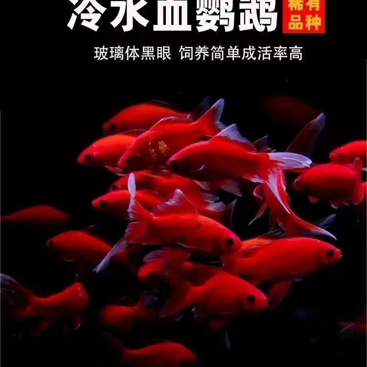 冷水鹦鹉鱼招财红鱼淡水好养易活冷水鱼苗观赏鱼活鱼金鱼耐活锦鲤