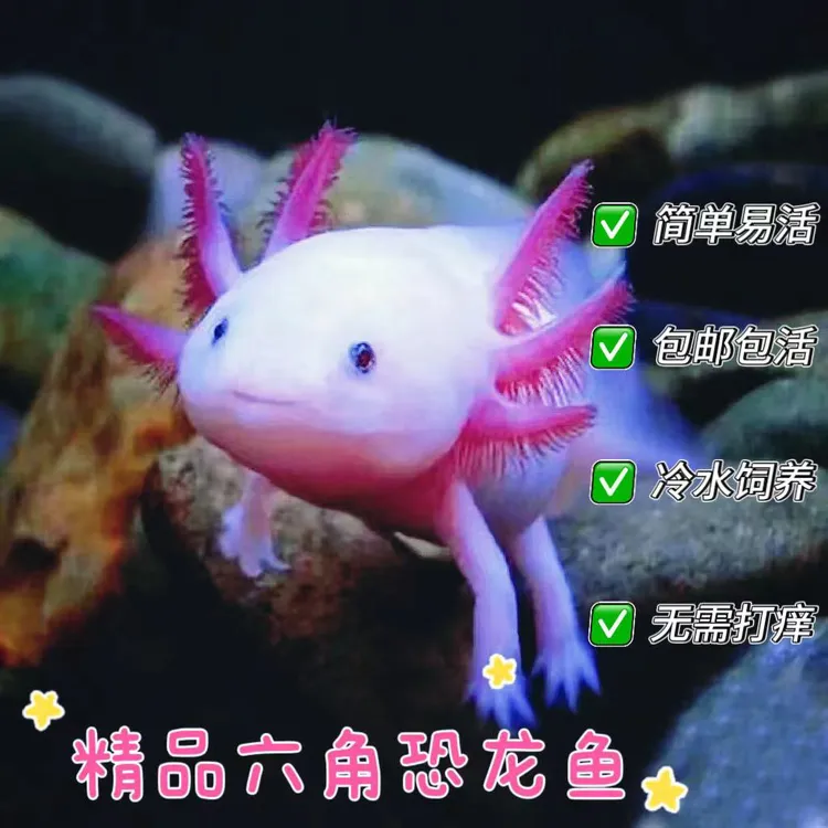 好养易活的六淡水观赏网红冷水鱼适合做水族宠物