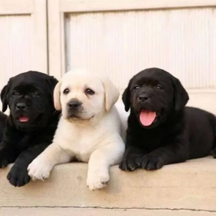 拉布拉多幼犬纯种拉拉宠物狗性格温顺活体狗狗