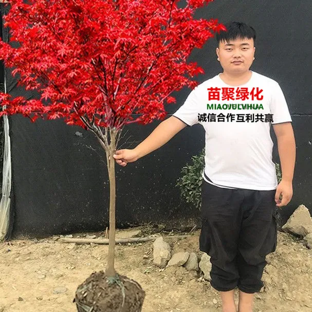 红枫树苗四季红庭院美国红枫日本红舞姬盆栽耐寒植物黄金枫绿化苗