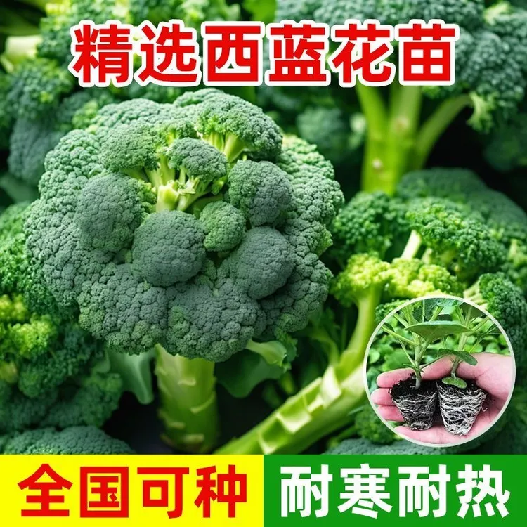 优质西兰花秧苗青花苗耐热耐寒有机花菜苗正品青花菜苗带土发货