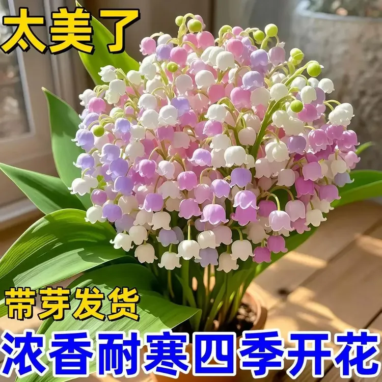 【香水铃兰花】铃兰花花卉绿植盆栽四季开花室内客厅外耐寒耐冻好养
