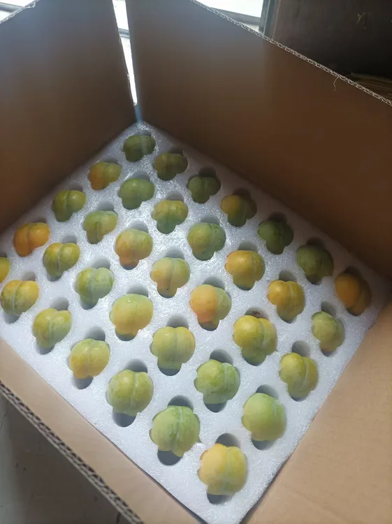 贵州六马蜂糖李应季水果新鲜脆甜多汁核小肉厚