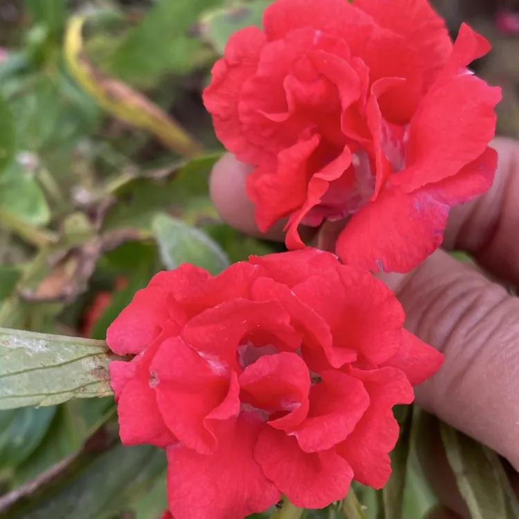 重瓣凤仙花指甲花(大红，粉红条纹两种)混色种子50粒