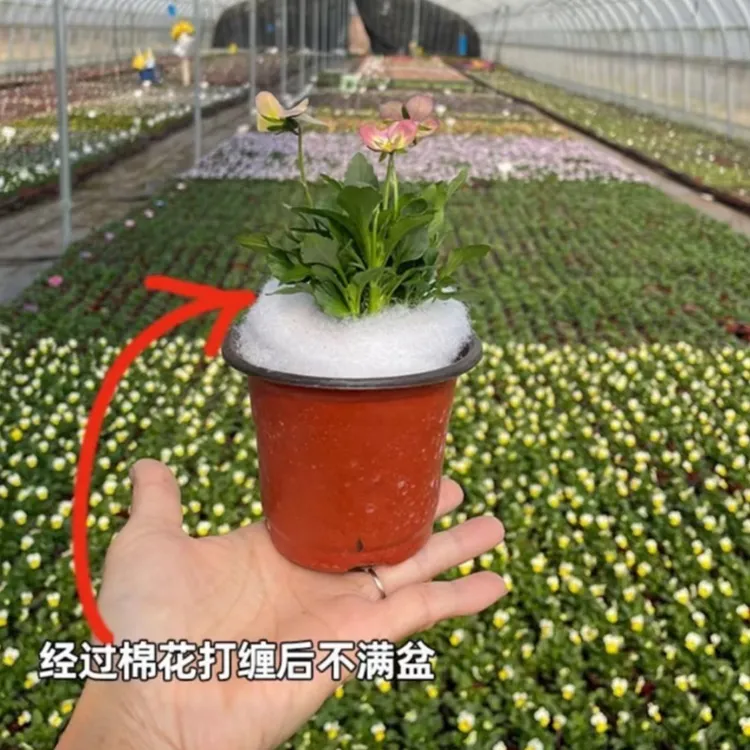 耐寒角堇9厘米盆随机5盆带花