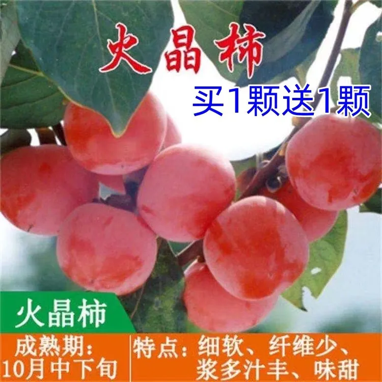 买一送一柿子无籽软柿子苗成熟即食甜脆柿子苗南北方种植当年结果