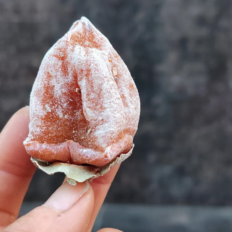 陕南农户家的风干的干柿饼甜度高有嚼劲烧醪糟很好吃