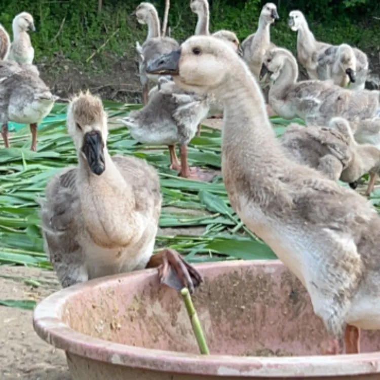 天歌 纯种狮子头宠物3-4斤【大宠】