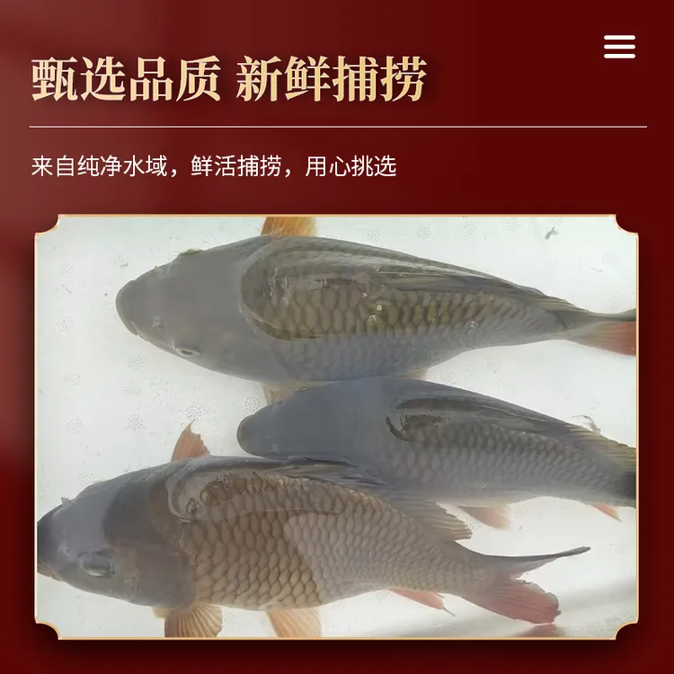 【乾稻鱼专卖】原生态稻田鱼专用乾稻鱼活鱼现宰肉厚刺少鲜甜软糯