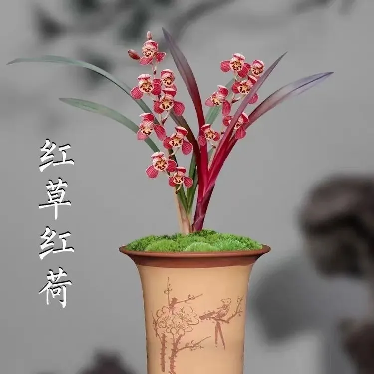 兰花苗 建兰红草红荷 夏带花苞出售浓香型花卉绿植室内外盆栽易养