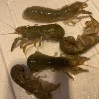 大连小泸沽虾手钓个小肥瘦饱满每斤70-80只保鲜不保活