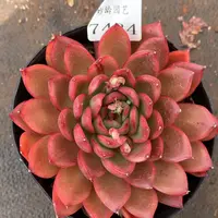 7434杂交精品基地8厘米