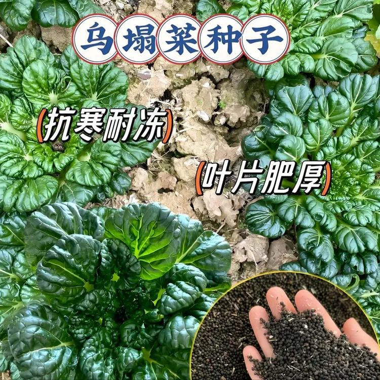 【绿心乌塌菜种子】家庭阳台小院四季种植盆栽地栽易种易活