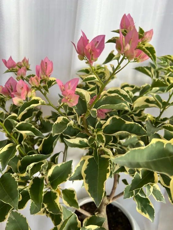 【一物一拍】蜡染粉三角梅口红勤花品种包对版花叶共赏花卉