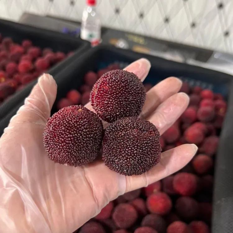 【顺丰】甄选浙江杨梅正宗仙居东魁杨梅新鲜杨梅现摘水果孕妇水果