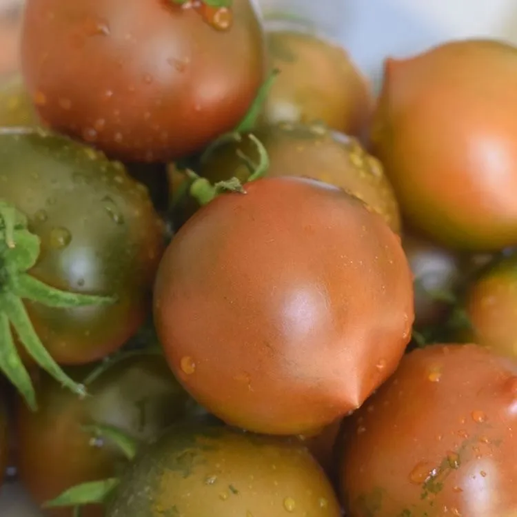 农家自中传统老香甜小柿子圣女果现采直发小西红柿
