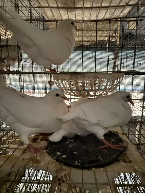 鸽用   品白羽王 自别鸽 原对    鸽用  品