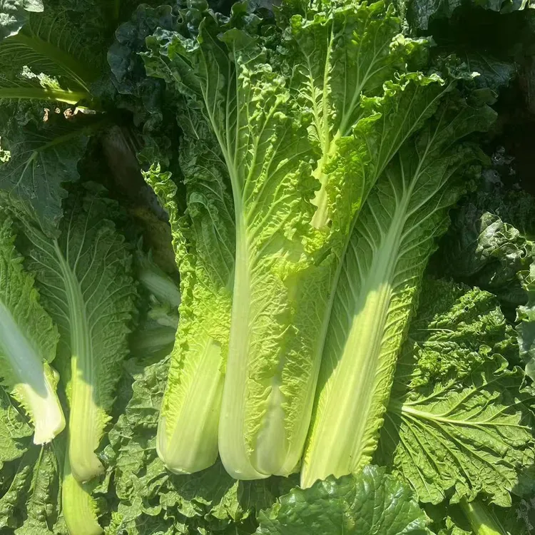贵州毕节威宁县农村路天种值被霜雪压过的火锅菜新鲜蔬菜青口白菜