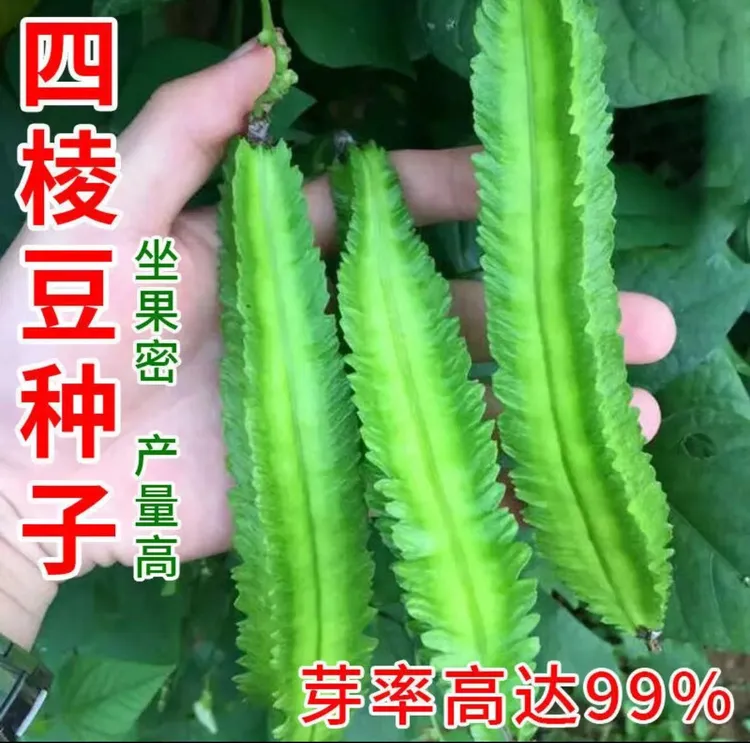 【四棱豆种子】家庭阳台小院盆栽地栽四季种植