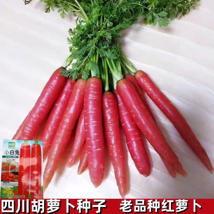 四川正宗胡萝卜种子红萝卜老品种小芯子生吃脆甜老品种阳台盆栽