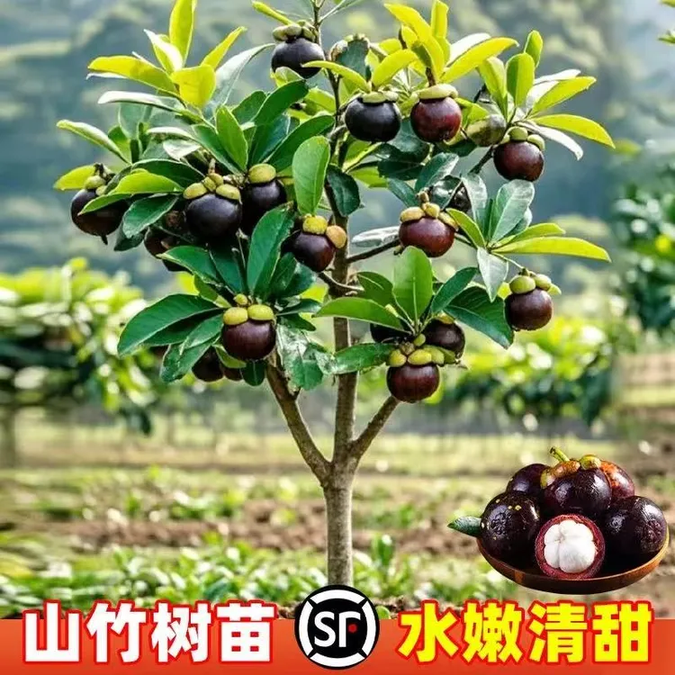 岭南山竹树苗带叶带土南方种植庭院种植地栽盆栽四季种植水果树苗