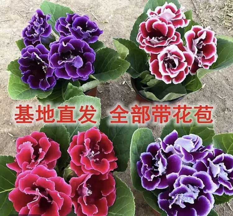 【芙蓉花拍一发二】（联系客服确认颜色）重瓣大花带花苞大岩桐室内