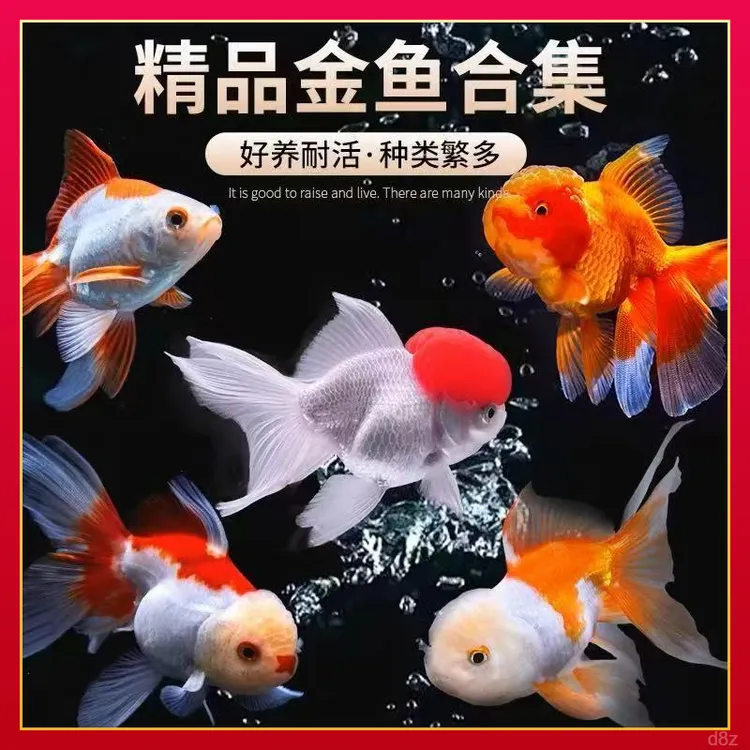 冷水鱼鸿运当头金鱼小泰狮小兰寿小珍珠金鱼好养观赏鱼冷水淡水鱼
