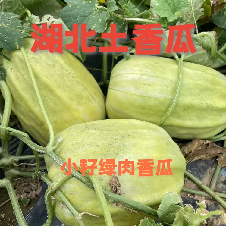 湖北新鲜土香瓜孝感农家老品种青皮绿肉小籽香瓜脆瓜露天本地甜瓜