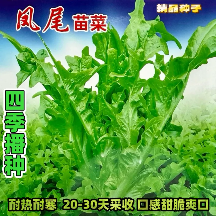 四季凤尾苗菜种子耐热耐寒抗病窝麻菜叶用莴苣窝鸡菜种籽蔬菜种子