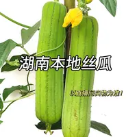 【农家露天种植嫩丝瓜】农家肥灌溉自然清甜湖南丝瓜