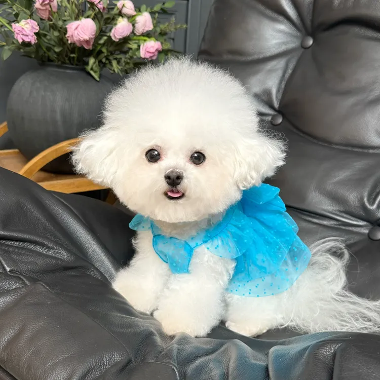 五只小白熊原创宠物衣服春夏新款网纱烫金公主裙狗狗猫咪防晒裙子