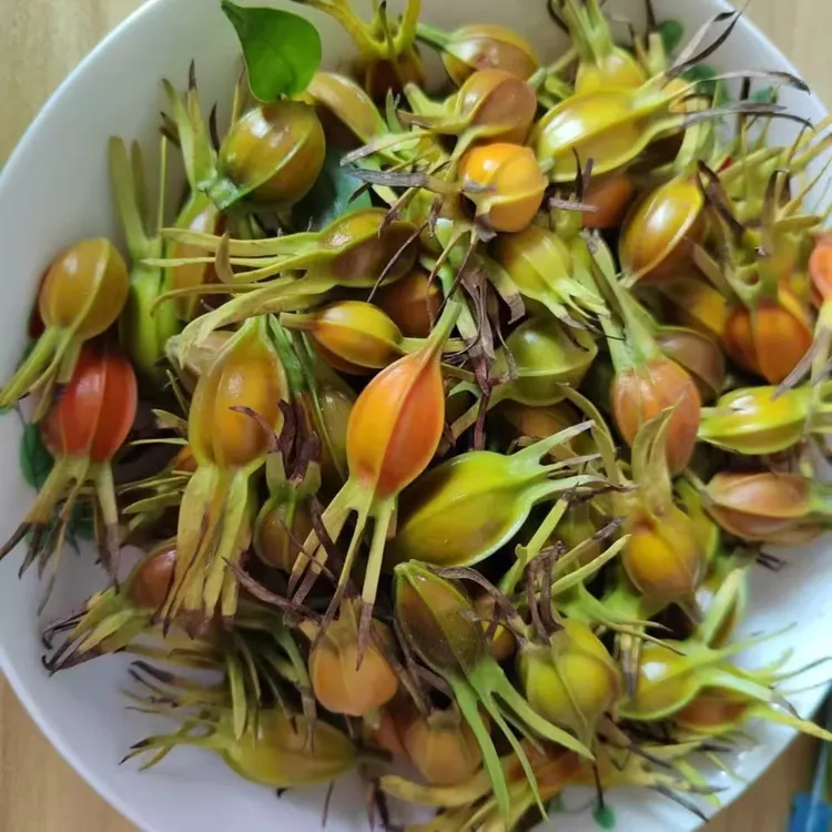 正宗野外纯现摘黄栀子深山野外果实可作香料泡茶卤肉上色泡茶喝