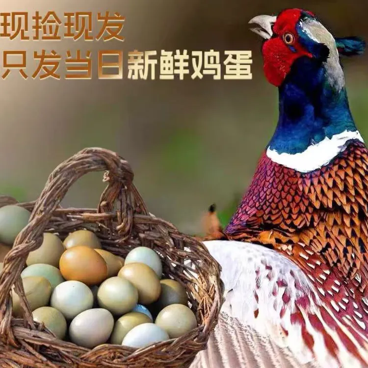 新鲜正宗户外散养七彩山鸡蛋适合宝宝辅食月子蛋鸡蛋60枚鲜鸡蛋