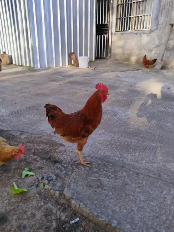 湖北松滋散养仔公鸡