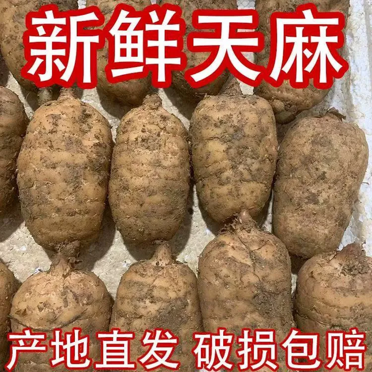 热销湖北神农架天麻新鲜滋补发货煲汤三年现挖生长天麻正宗野天麻