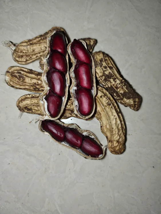 云南新鲜黑紫花生鲜花生新货