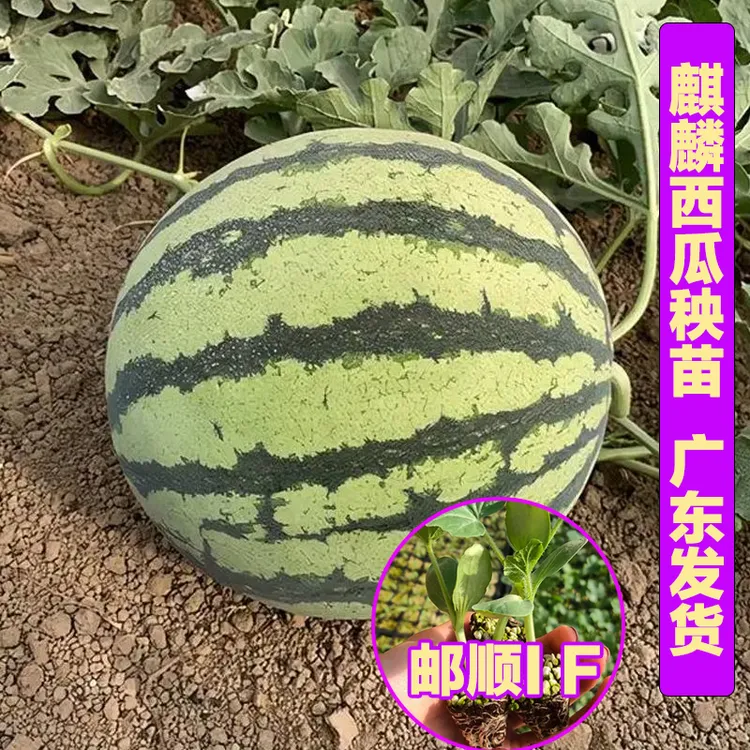 麒麟西瓜种苗特大无籽甜王南方四季蔬菜水果种苗