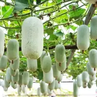 【满五包包邮】粉皮冬瓜种子冬瓜种籽白皮种孑菜种籽四季瓜果蔬菜
