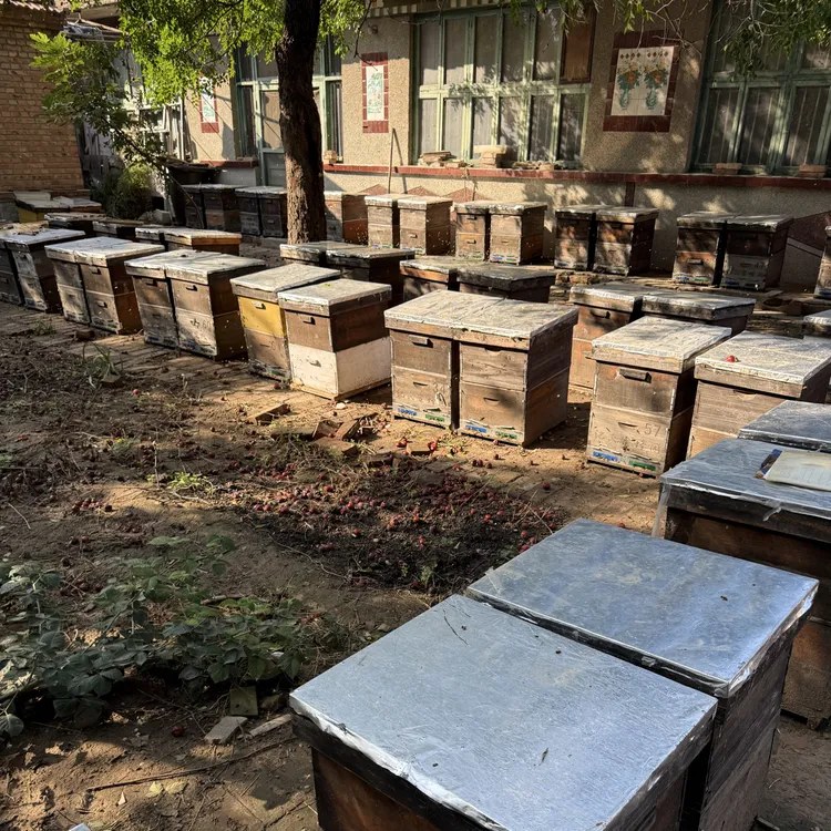 【蜂胶50克】一箱意蜂一年最多产100克