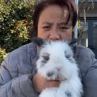 宠物兔英系安哥拉兔