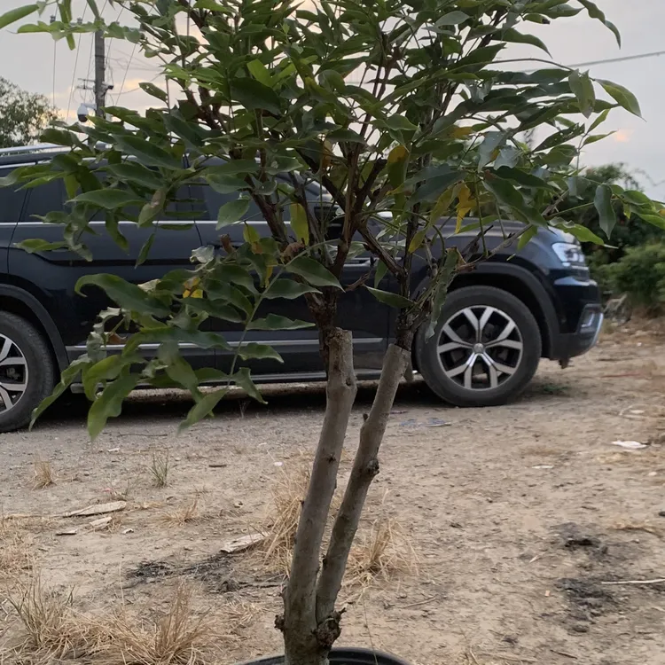 嫁接紫罗兰盆景一盆一拍带盆发货