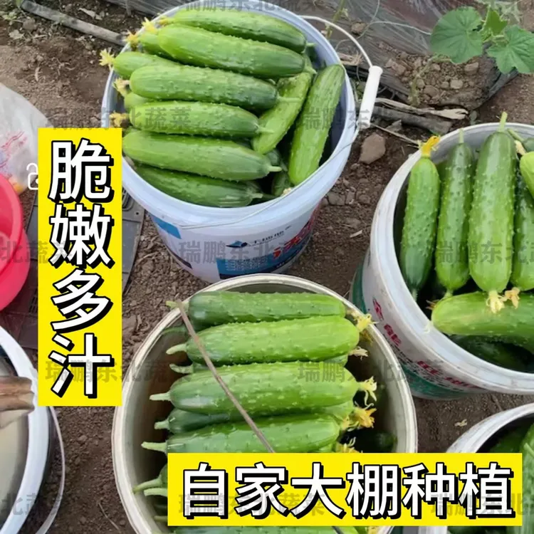 新鲜旱黄瓜直采直发清甜脆嫩爽口黄瓜现摘现发（两个品种随机发货）