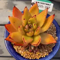 从前慢多肉精选编号0225.337