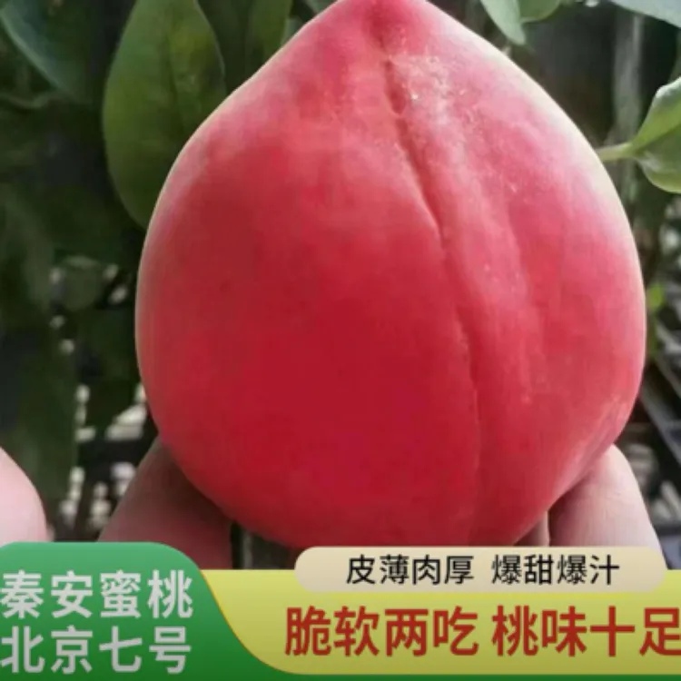 【秦安北京7号省外拍】离核脆桃新鲜果园水果直发香甜多汁