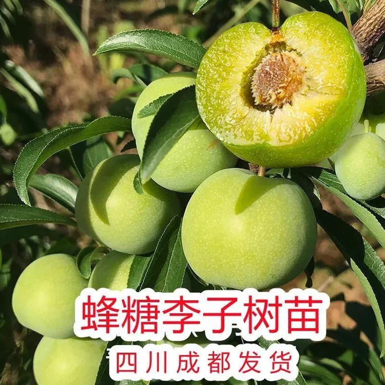 四川蜂糖李子树苗嫁接甜脆青脆脱骨李贵州早晚熟南北方种植新品种