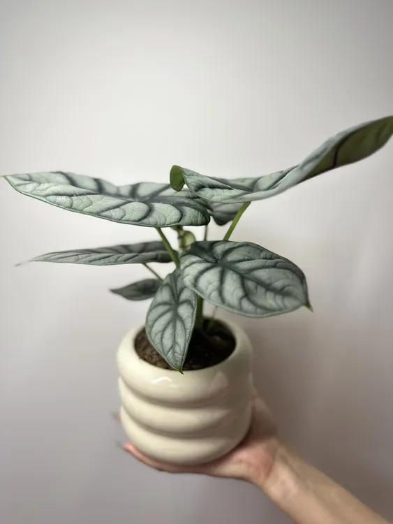 白犀牛海芋室内净化空气好养绿植适合办公桌窗台盆栽