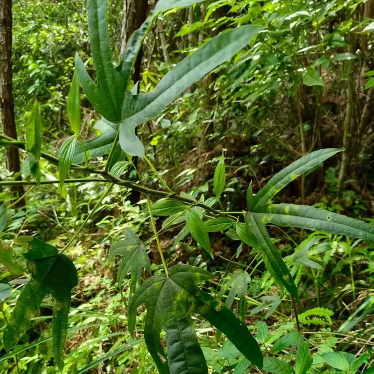 深山新鲜小叶五指毛桃/指/椰奶香味浓