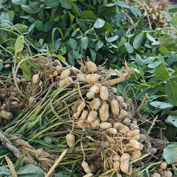 [顺丰包邮]永新农家带壳干花生拔花生炒熟吃饱满大个花生