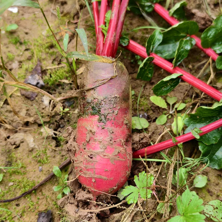 苏北穿心红萝卜脆爽微辣微甜新鲜多汁紫皮水果萝卜