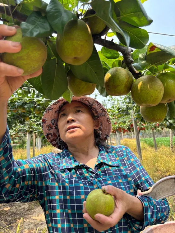 公安特色翠冠梨 清甜多汁自家果园种植当天采摘当天发货